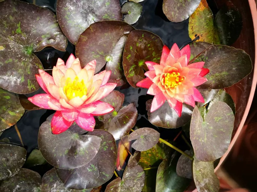 睡莲万维莎片段,睡莲万维莎