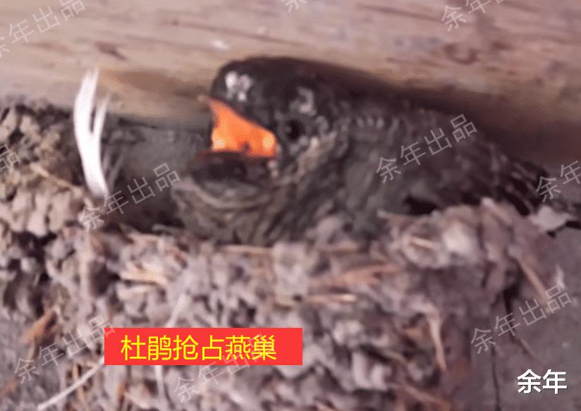 稀奇！河南一家嫌脏两次捣毁燕巢，第3次燕子筑巢自带“小厕所”