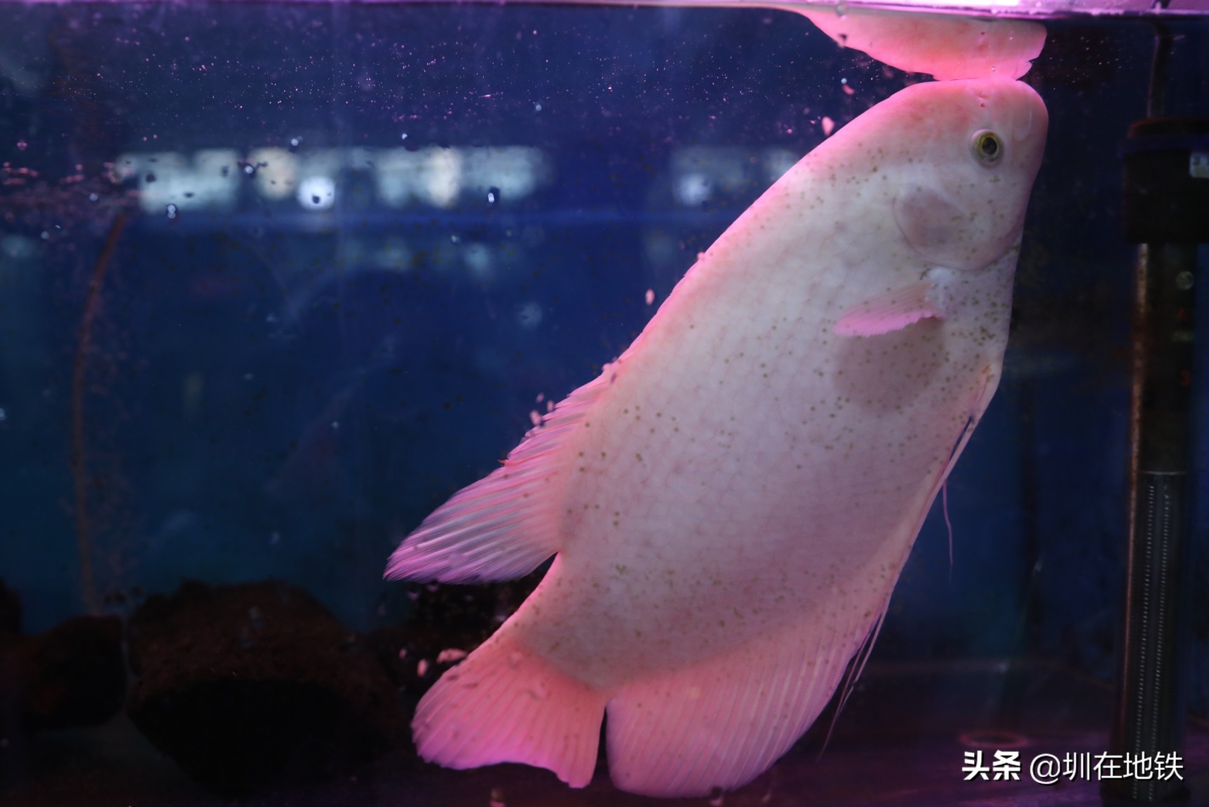 乘坐地铁到滘口花卉市场,从地铁到花卉市场