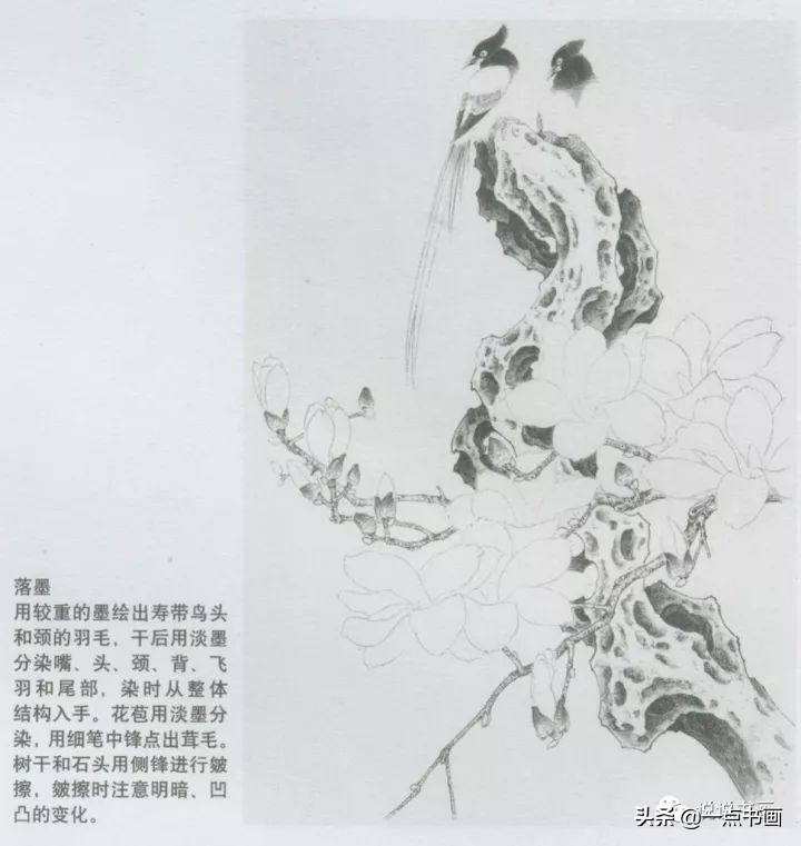 玉兰花的画法和枝干布局,玉兰花的素描画法步骤图