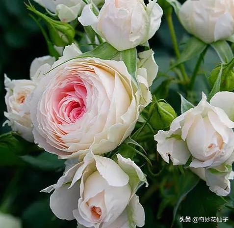 给大家推荐几款皮实好养的月季,好养不生病的月季有哪些品种
