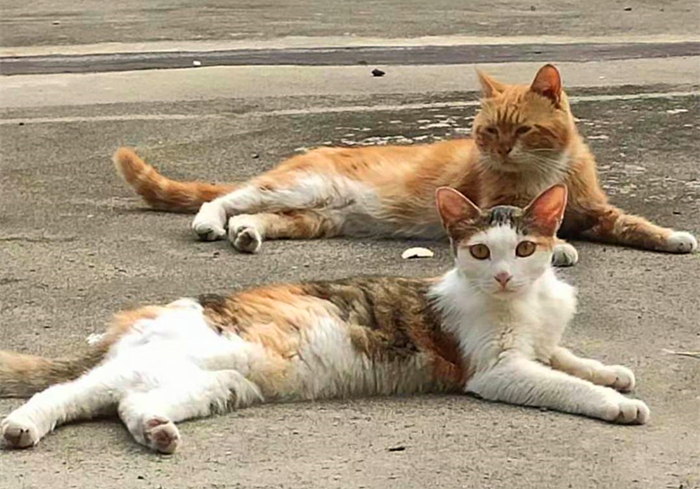 猫咪走丢了最有效的寻找方法,寻找走丢的猫猫