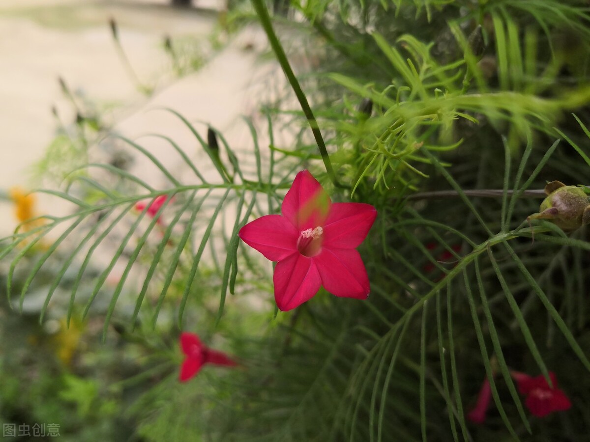 郁郁葱葱的多肉植物,适合阳光足的一年四季开花的植物