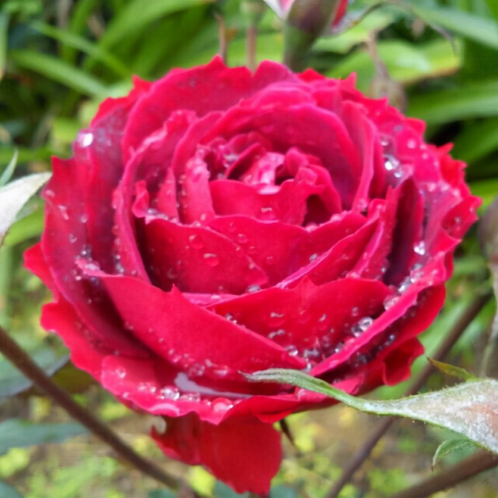 男人成为一个女人最好的方向,男人成为一个女人的目标