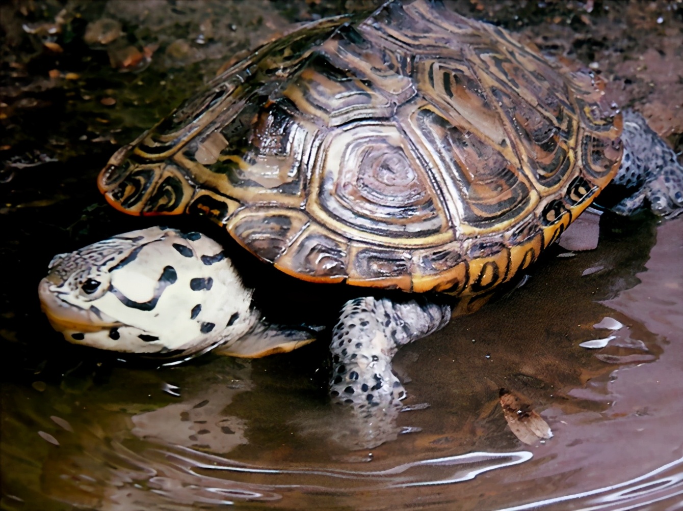 龟类纪录片,龟类图片