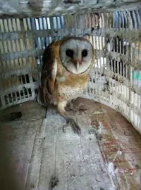 冯家江边发现紫色的鸟蛋，你知道什么鸟产的吗？