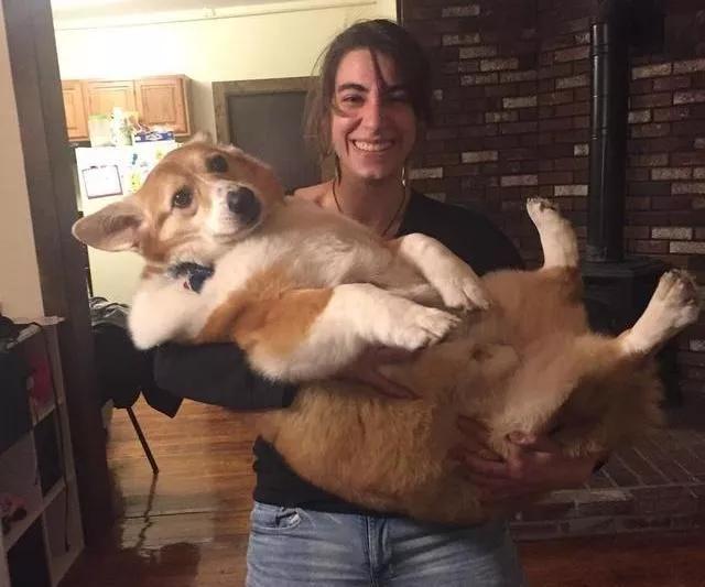 柯基长大了成什么样子,柯基长大都是一个样吗