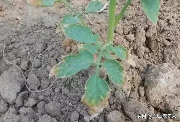 猪粪牛粪羊粪鸡粪养月季哪个更好,鸡粪牛粪羊粪肥的区别