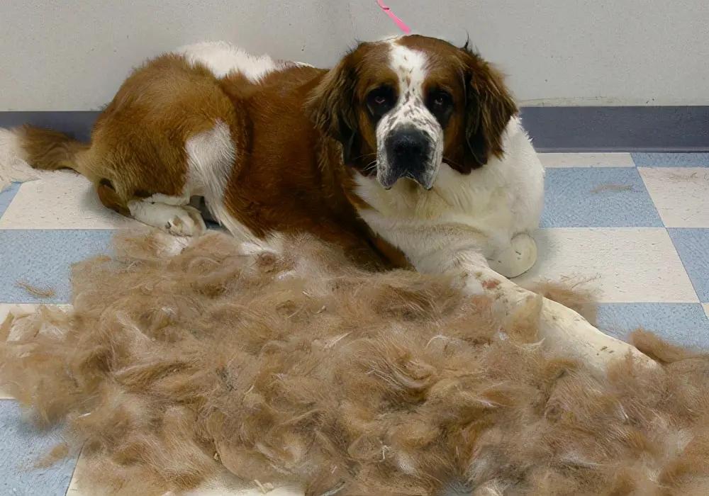 狗狗严重掉毛什么原因怎么治疗,狗狗掉毛严重是什么原因怎么解决