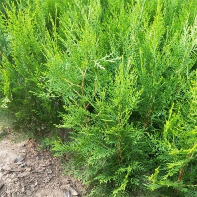 盛昌苗木,盛昌果品园