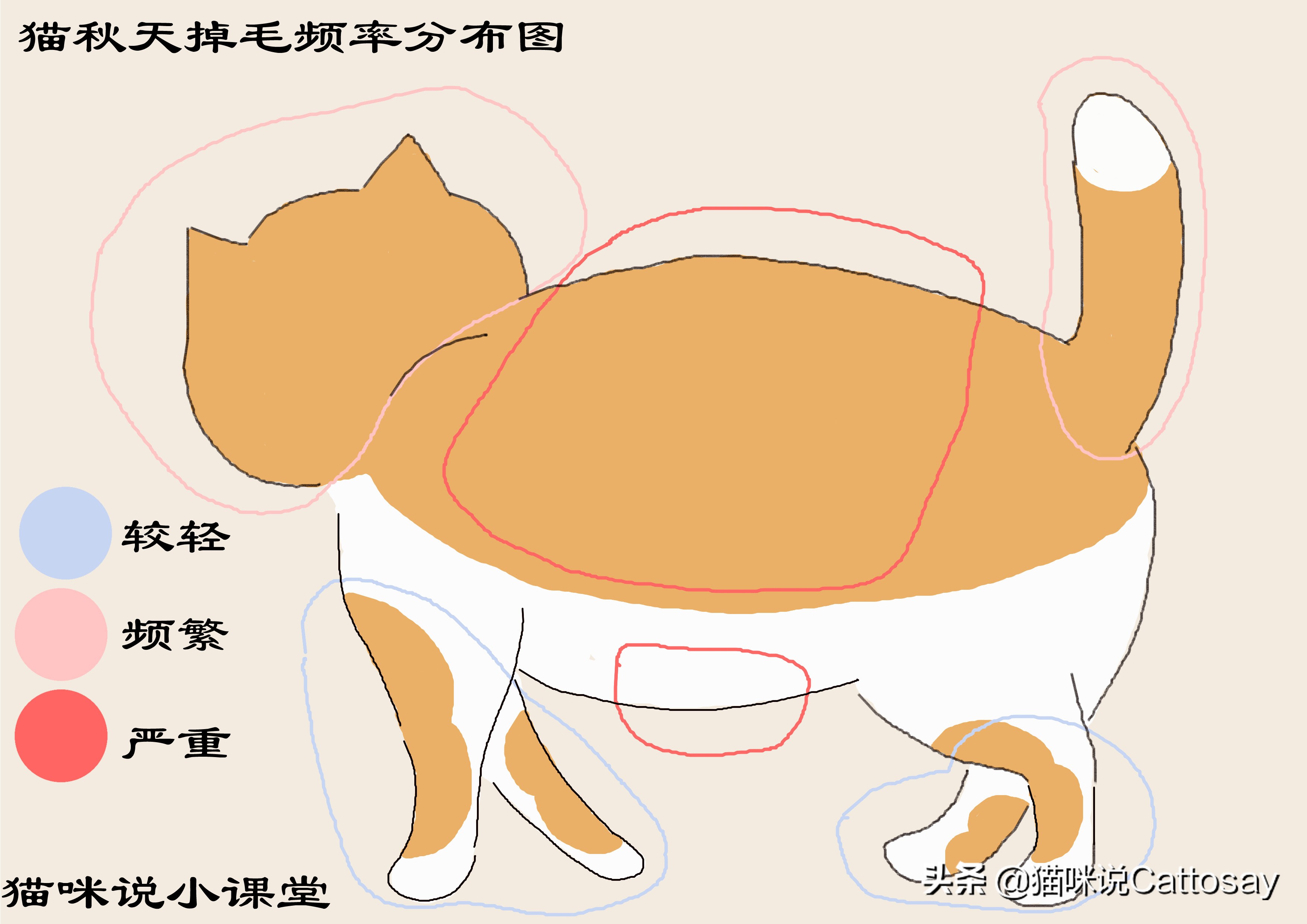 秋天猫容易掉毛不,秋天猫掉毛严重怎么办