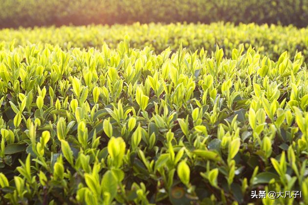 农村创业新思路感悟,农村电商创业计划书