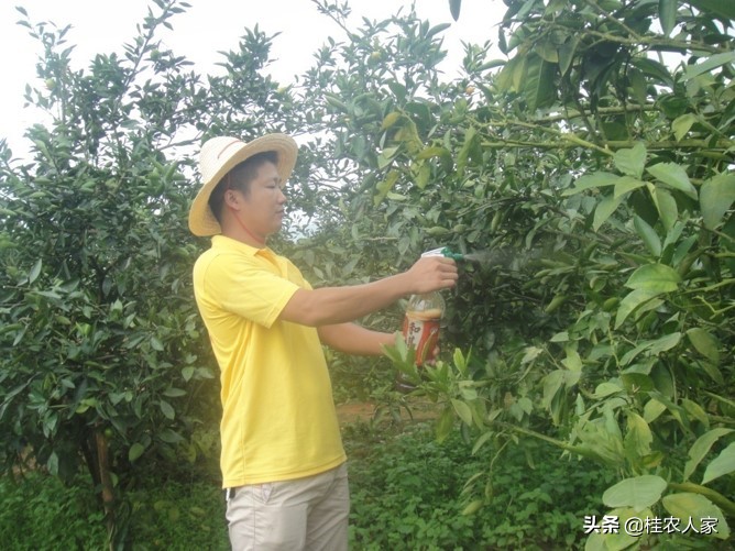 果实蝇诱捕剂越诱越多,实蝇诱捕器用什么药