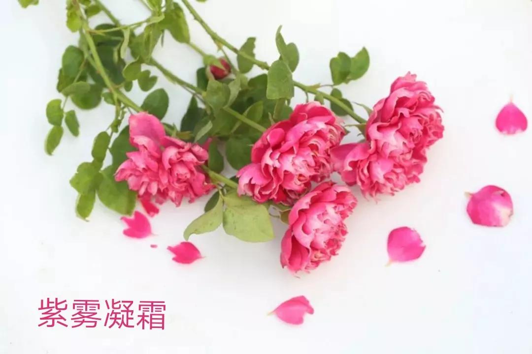 切花火焰月季的优缺点,常见切花月季一览