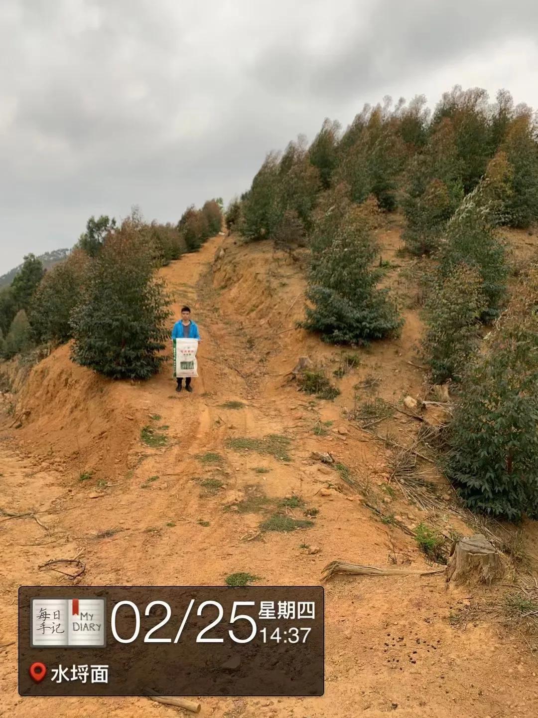 看看桂花树是什么样,最漂亮的桉树