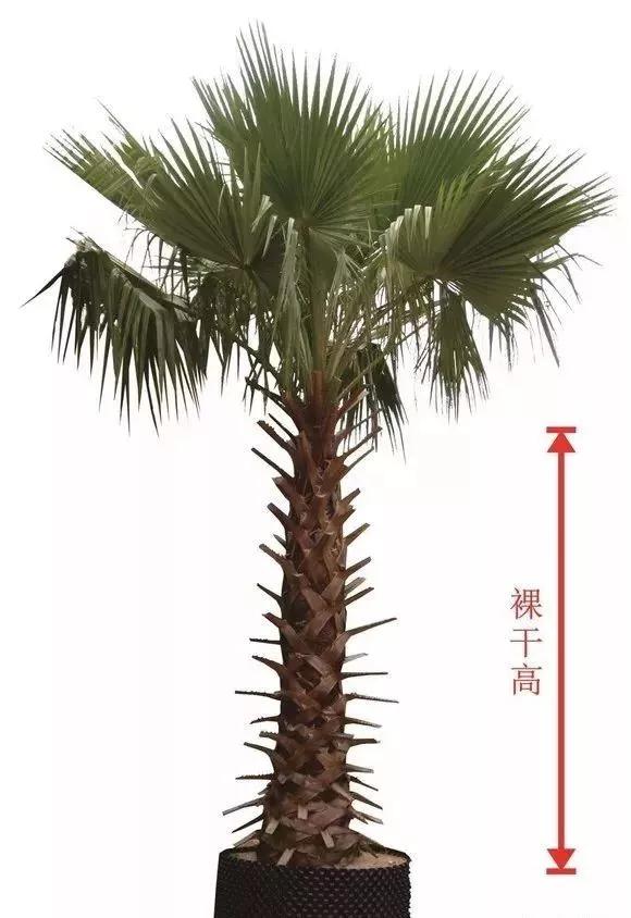 苗木分级标准1999,主要造林树种苗木质量分级标准