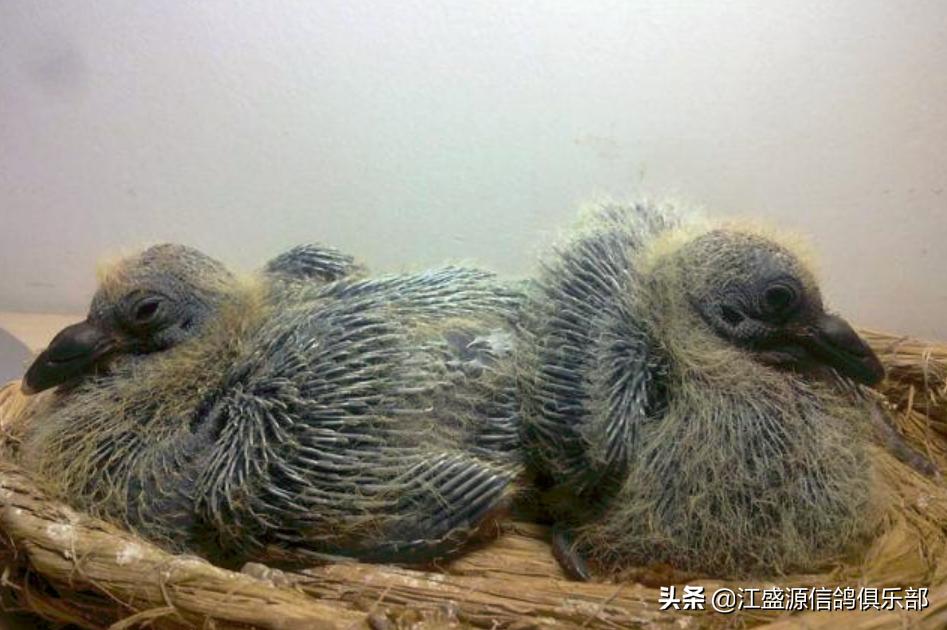 雏鸽时怎么分辨羽色,怎样识别公鸽和母鸽