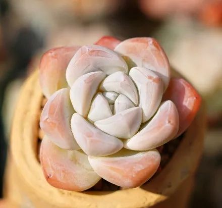 有暗纹的多肉有哪些,暗纹系多肉有哪些