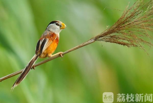 各种动植物科普大全,这些会动的植物你都知道吗