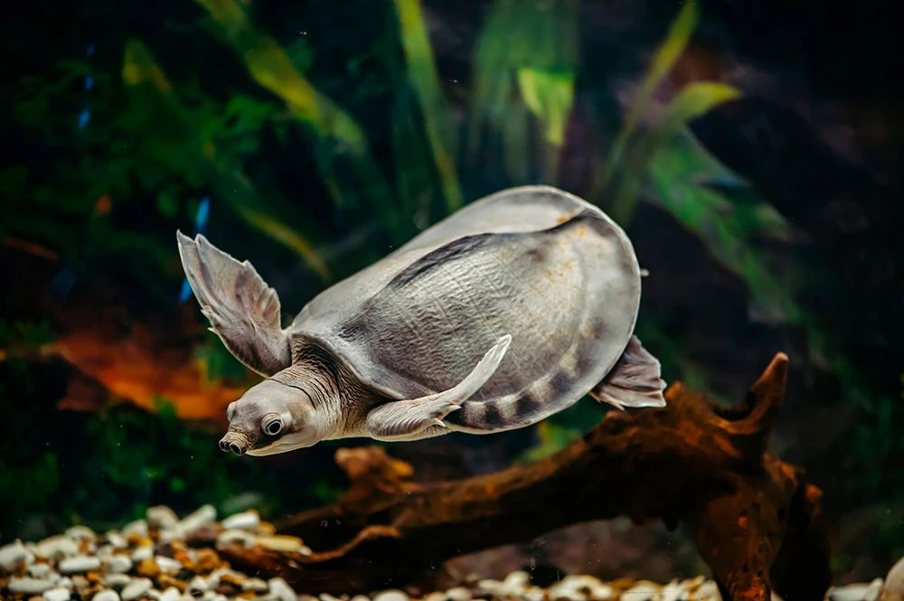 淡水猪鼻龟,淡水猪鼻龟吃啥