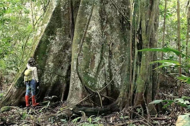 地球上恐怖禁区有哪些,人类禁区亚马逊雨林有多恐怖