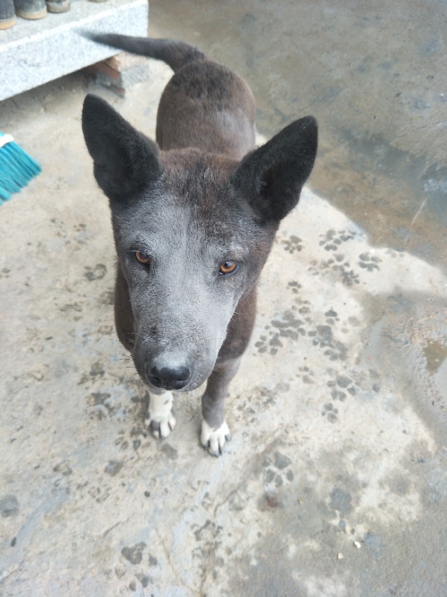 关于狗狗的小知识的小视频,关于狗狗的科普小知识