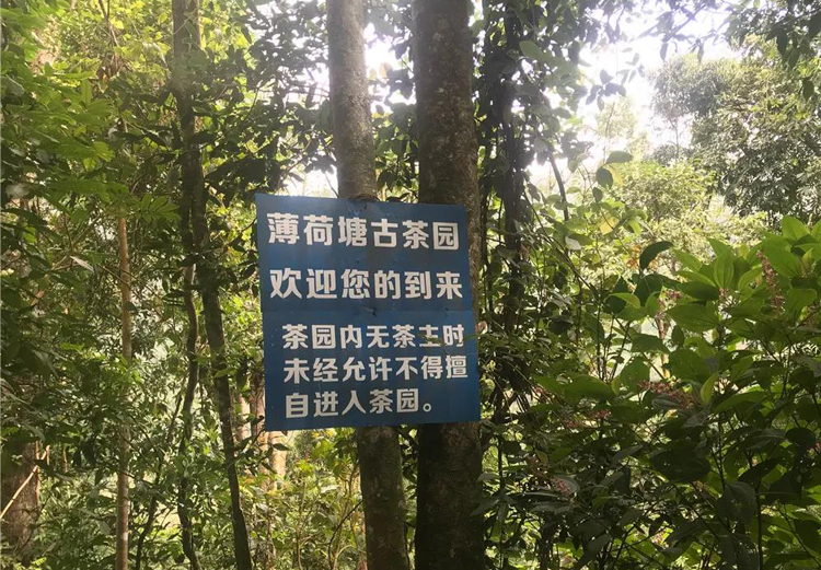 每个山头的普洱茶都有什么区别,云南十大名山头普洱茶排名