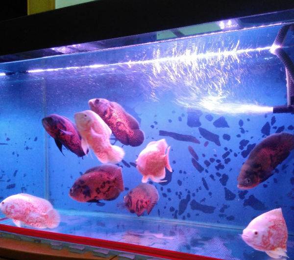 各个地图珍稀鱼,鱼百科大全图片