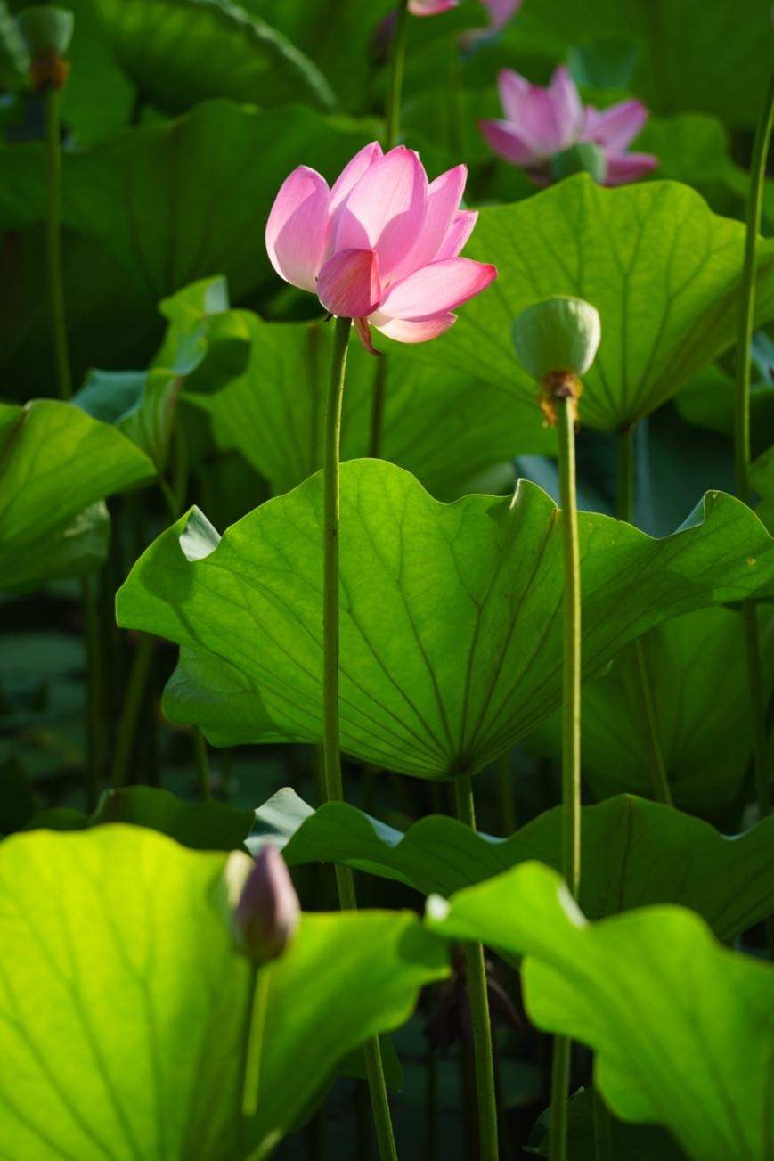 无反全能镜头,适马400mmf5.6测评