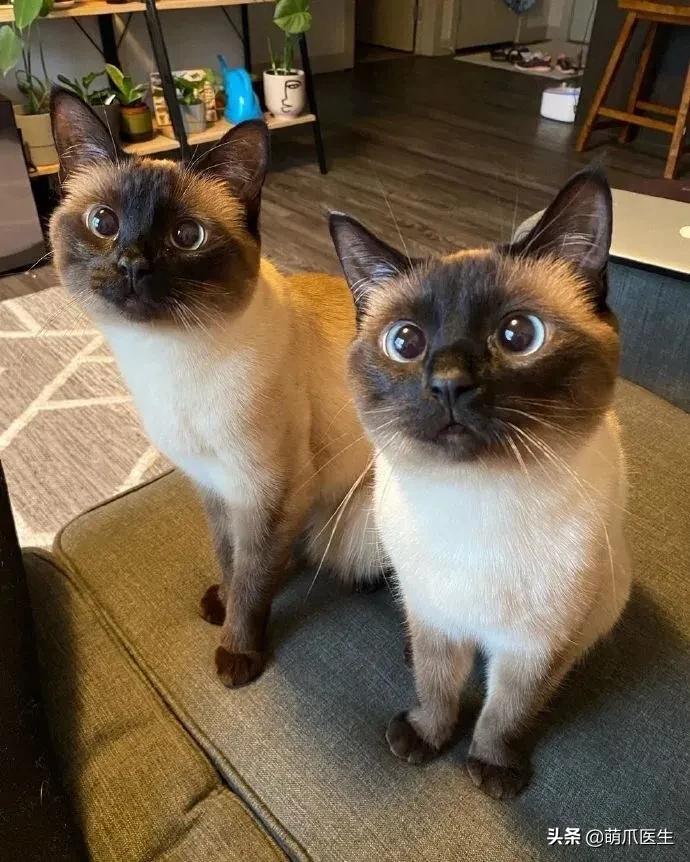 猫咪长大后还认得出兄弟姐妹吗,猫咪长大还记得自己的同胞兄弟吗