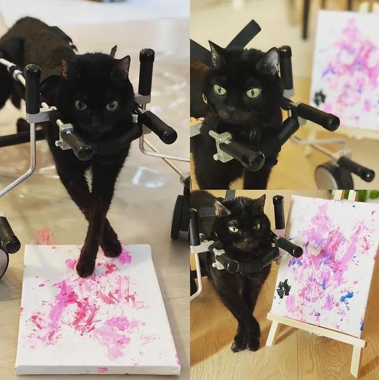 小脑发育不良的猫,猫咪小脑发育不全能治好吗