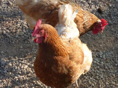 简述蛋鸡的啄肛和脱肛，什么原因？如何处理呢？