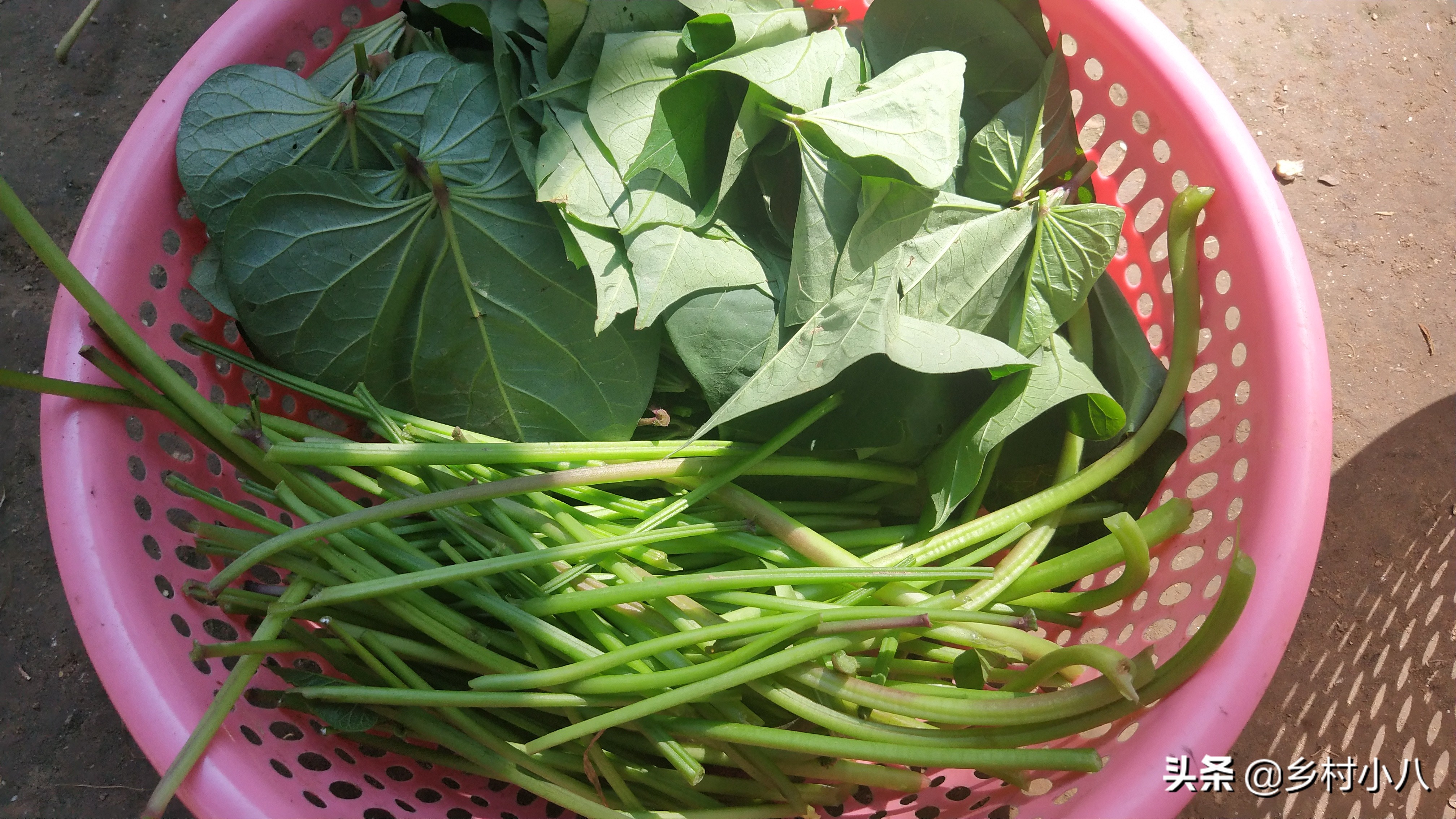 老人清肠的食物,老人通便的食物清肠最快