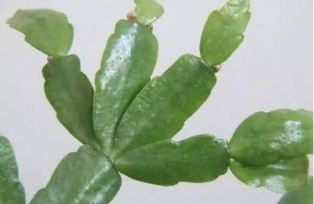 假昙花蟹爪兰仙人指哪个开花期长,仙人指和蟹爪兰的花有什么区别