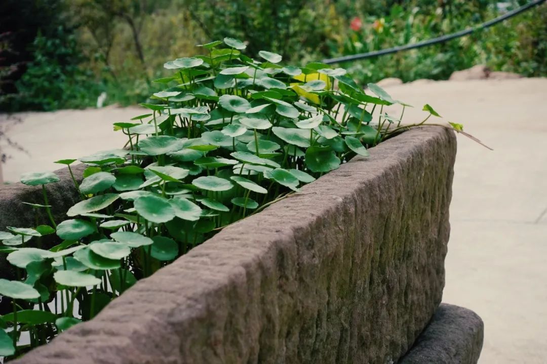 2018年做三农自媒体,三农自媒体创业怎么做