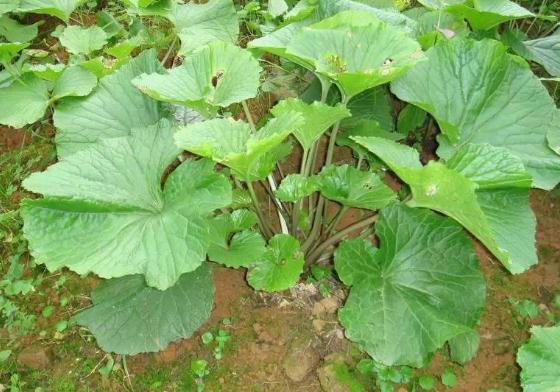 芥末的原料是芥菜吗,芥末的原材料图片大全