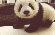 松狮犬染熊猫色宠物店,松狮犬变成熊猫