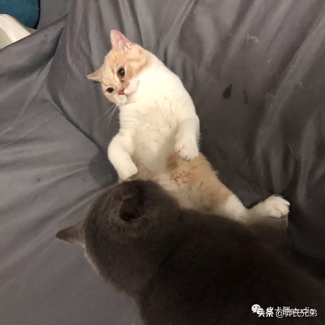 可爱小奶猫刚生出成长日记,一只小奶猫的成长过程