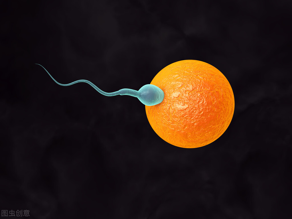 排卵期拉丝长代表卵子质量好吗,排卵期受孕几率如何增大