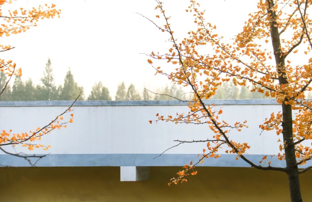 醉美大工秋|读书不觉已秋深，____________