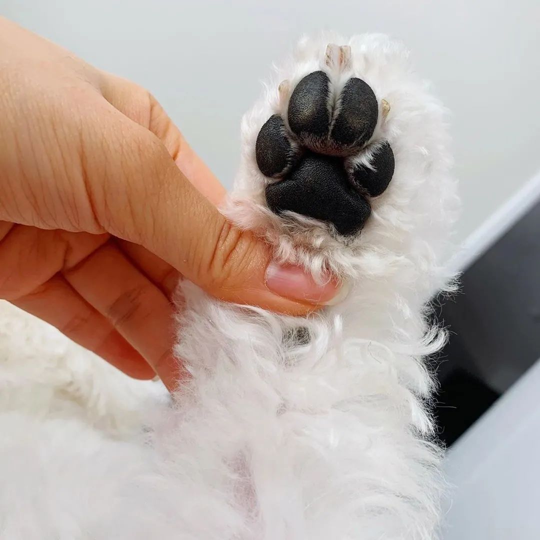 宠物窝怎么清洁保养好,宠物肉垫毛怎么清理