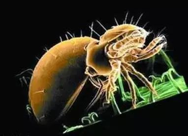 儿童被不明虫子咬了肿一大块止痒,小朋友被虫子咬了的危险视频