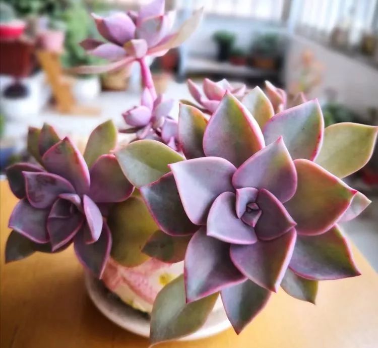 最美的20种多肉,15种最美的多肉