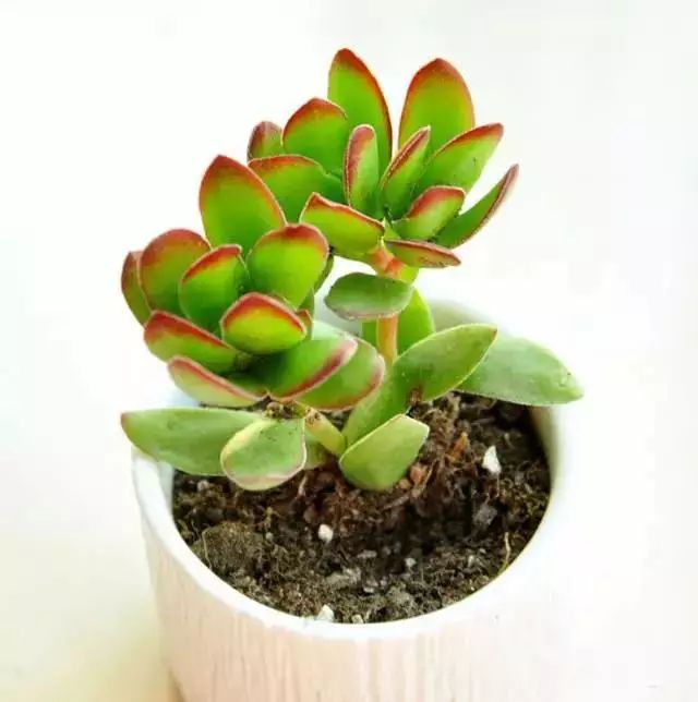 多肉早安图片大全,多肉大全100图