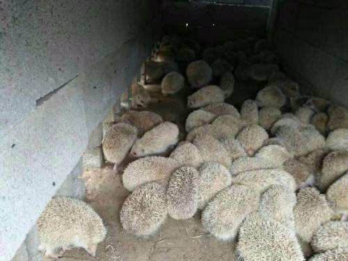 低成本养殖暴利,养殖梅花鹿30头多少成本多少利润