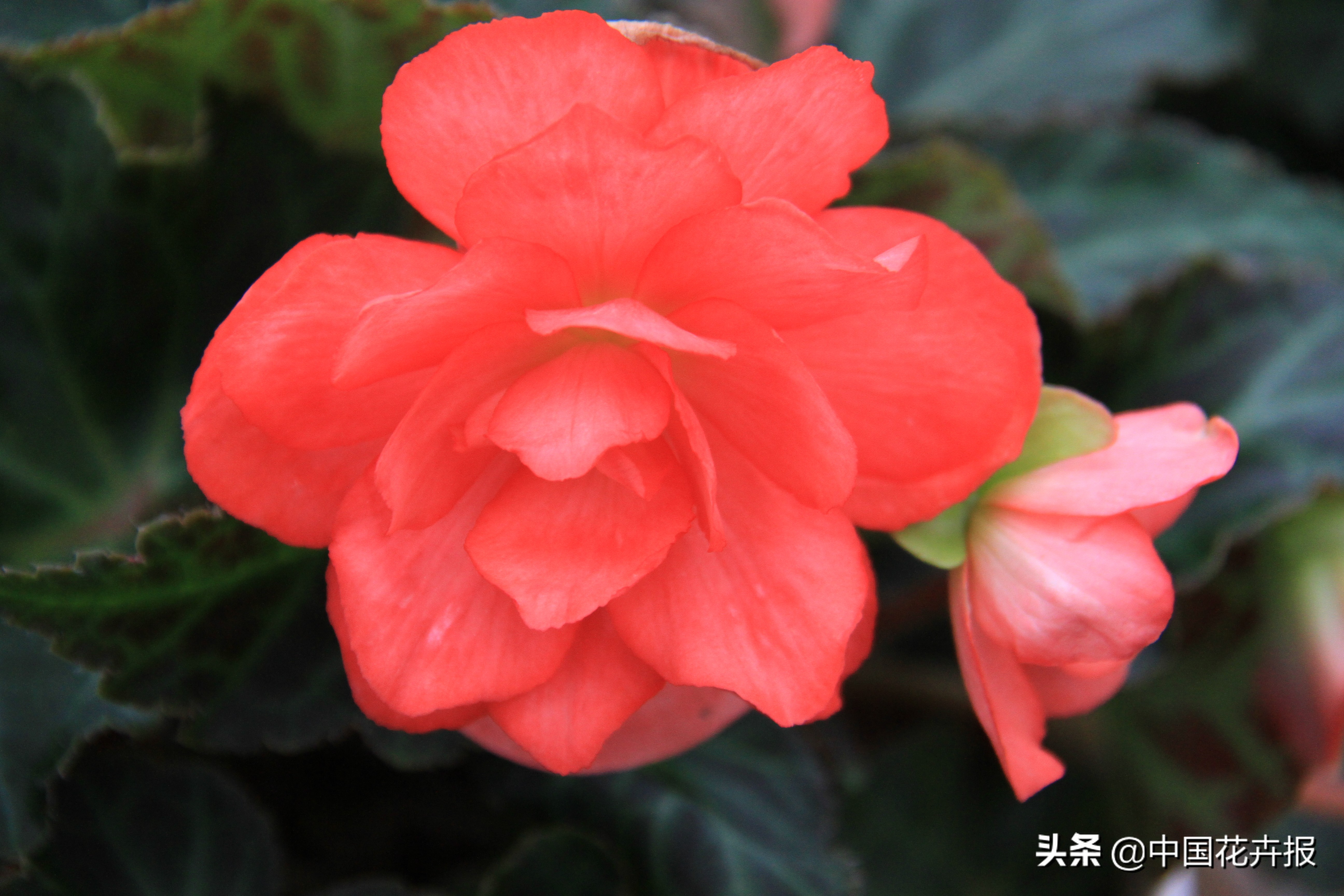 花园必备植物大全,花园常用植物科普