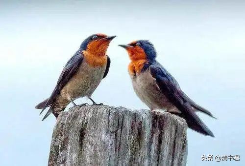 雨燕是世界上飞得最快的鸟吗,雨燕是飞得最快的燕子吗