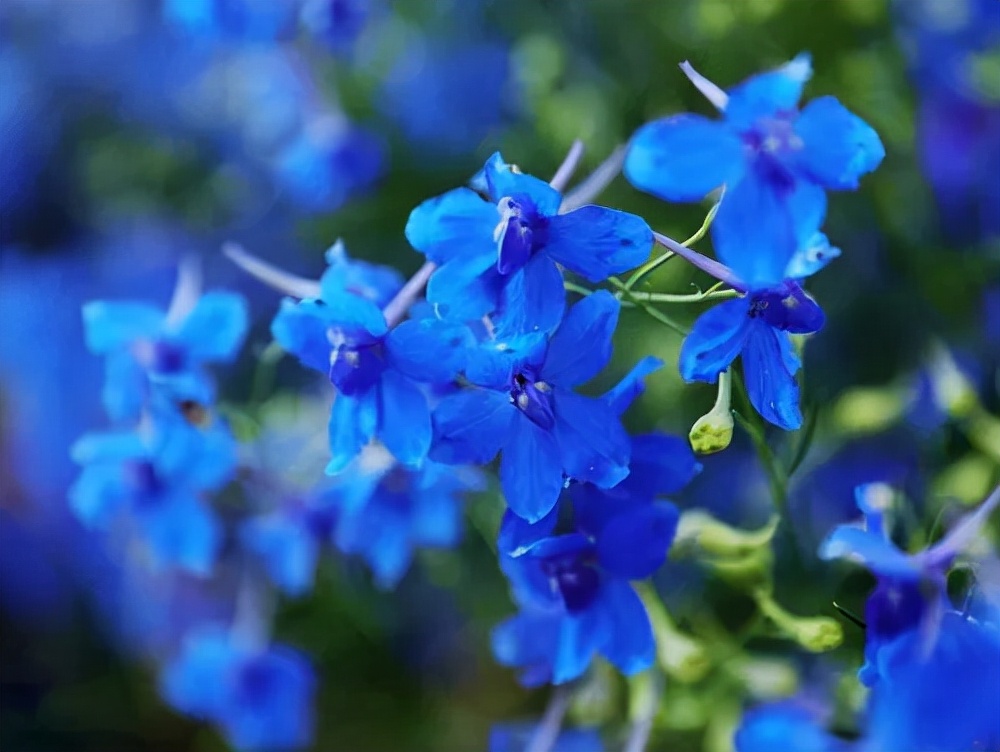 十种蓝色花,常见的六种蓝色花