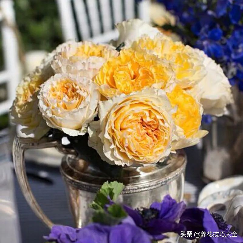 四季开花的月季又香又好养有几种,最漂亮10种盆栽月季