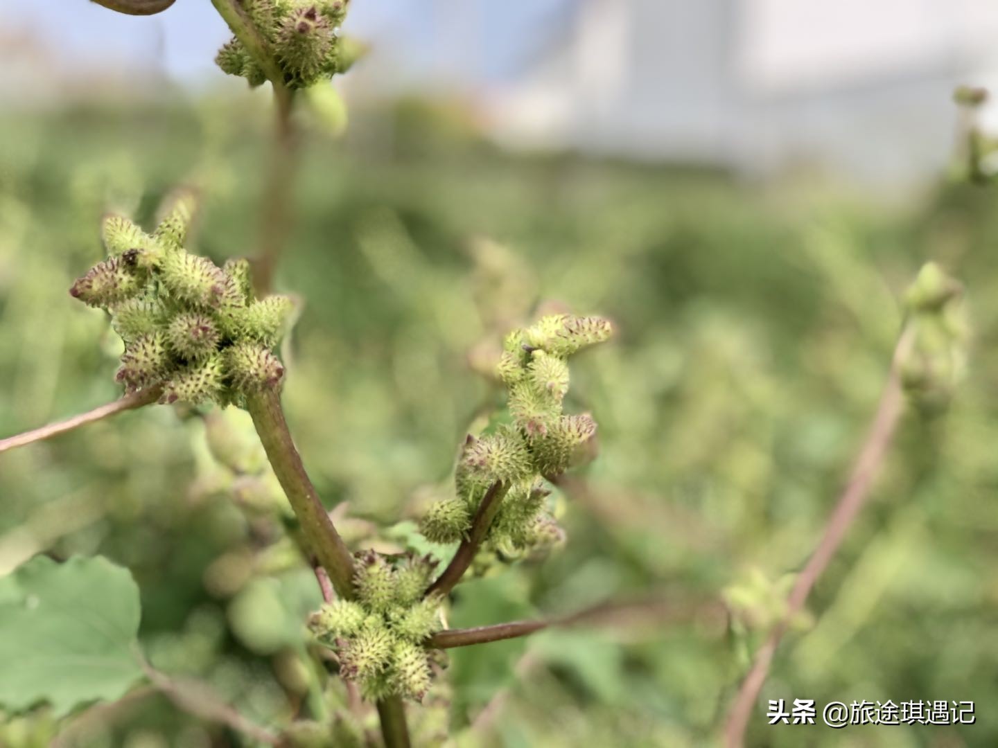 托克托县黄河中游分界点,托克托县东胜卫城遗址